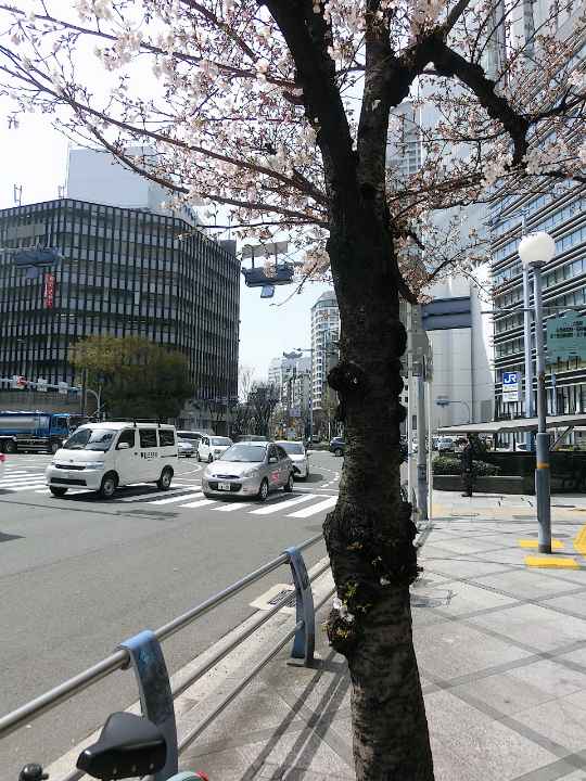 ①梅田の中心で桜咲く桜橋交差点（中央に標識）
