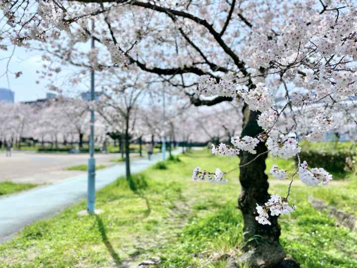 ③毛馬桜之宮公園の春はまぶしい桜色