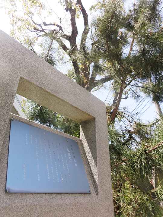 ㉓若松町の旧町名顕彰碑のかたわらに松の木が一本