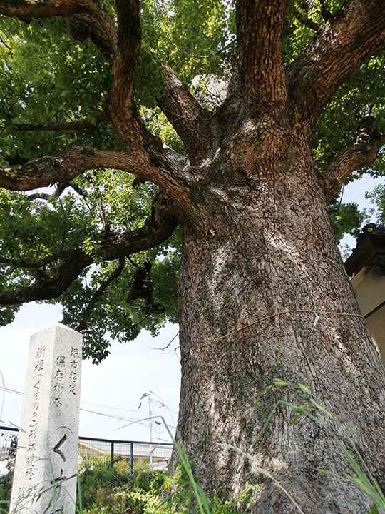 ⑮金岡神社で堂々たる存在感を示す樹齢900年の楠の神木
